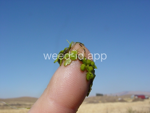 duckweed, common